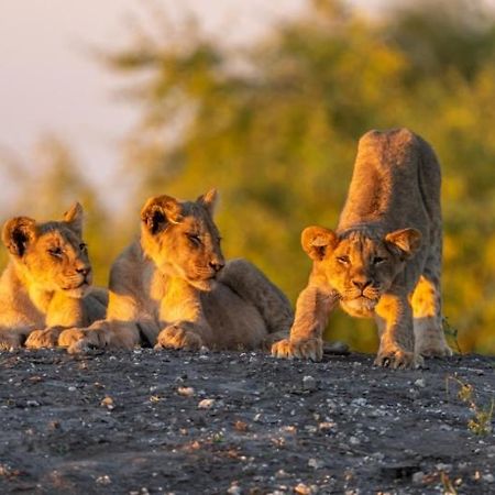 Jackalberry Chobe Hotel Kasane Bagian luar foto