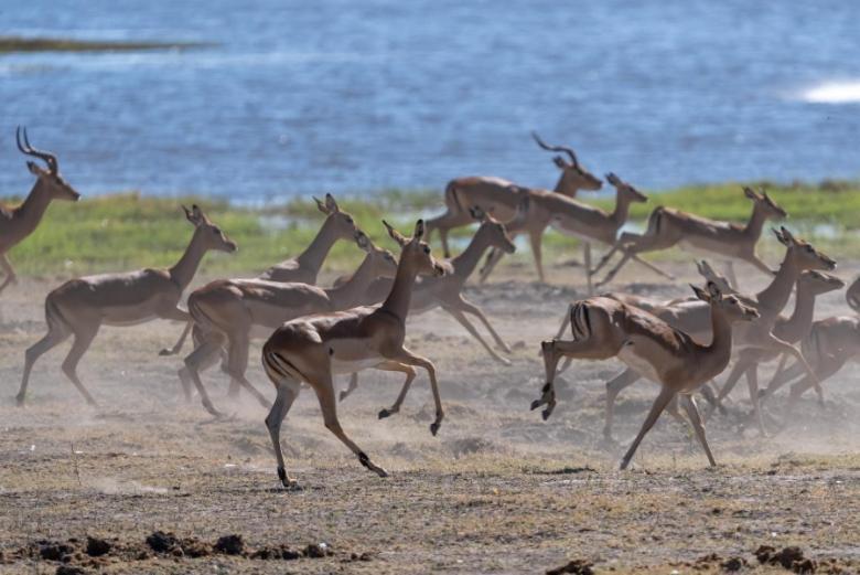 Jackalberry Chobe Hotel Kasane Bagian luar foto